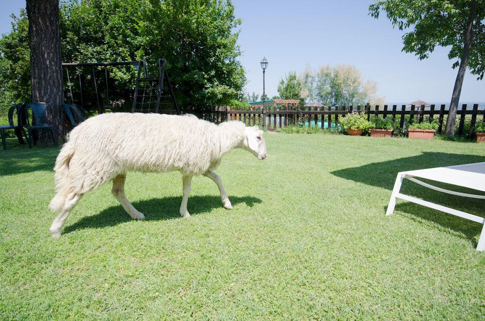 Agriturismo Ca'De'Gatti فينْتْسا المظهر الخارجي الصورة