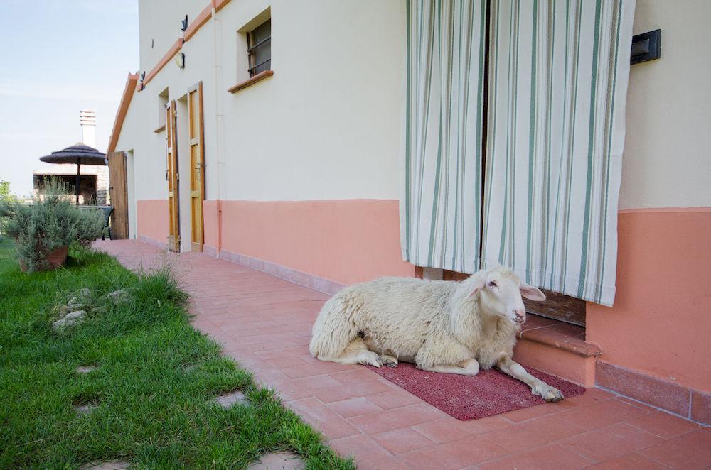Agriturismo Ca'De'Gatti فينْتْسا المظهر الخارجي الصورة